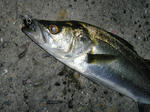 DSC02590.JPG