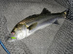 2010050806.jpg