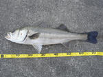 DSC02624.JPG