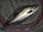 DSC02626.JPG