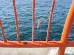 DSC02660.JPG