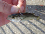 DSC02662.JPG