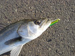 2011010801.jpg