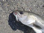 2011010802.jpg
