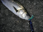 2011011001.jpg