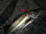 20110429021.jpg