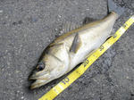2011091702.jpg