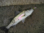 2012010903.jpg