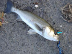 2012041501.jpg