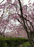2012041502.jpg
