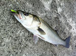2012061005.jpg