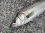 2012062402.jpg