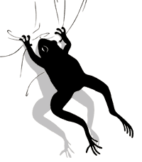 しがみ付きカエル