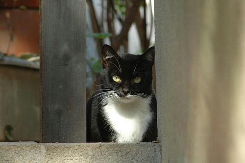 白黒猫