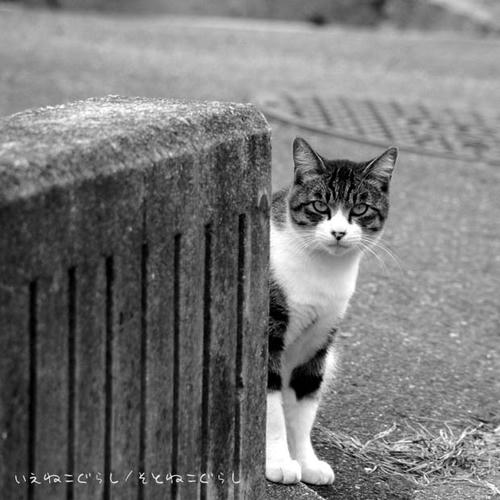白キジ猫