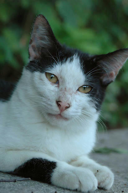 白黒猫