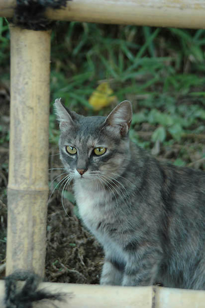 パステルサビ猫