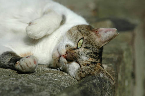 しま三毛猫
