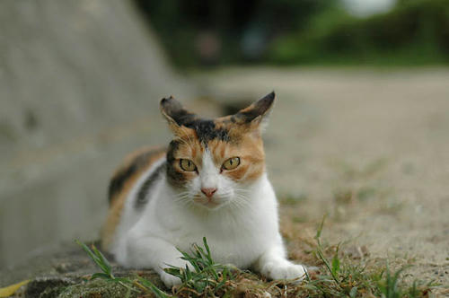 三毛猫