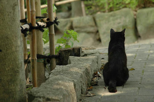 黒猫さん