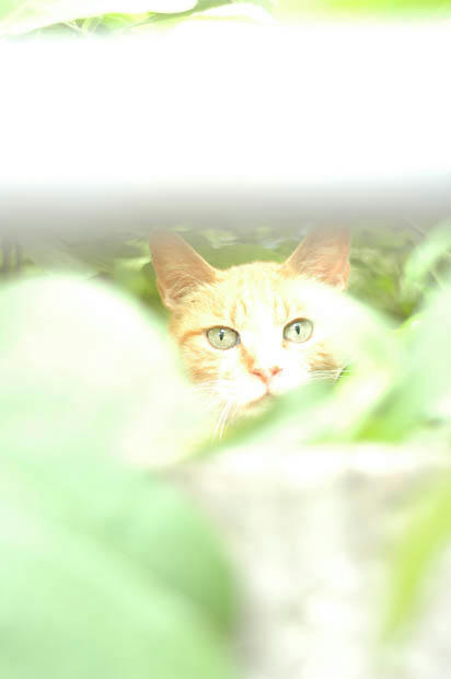 茶トラ猫