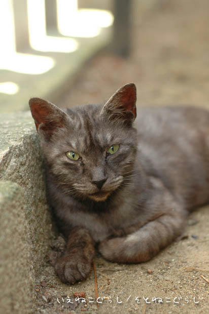 スモーク猫