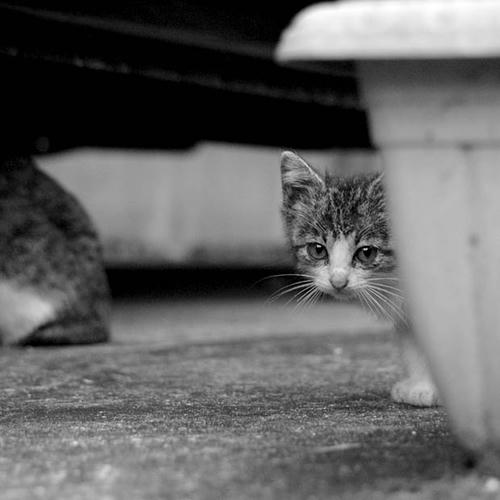 キジ白子猫