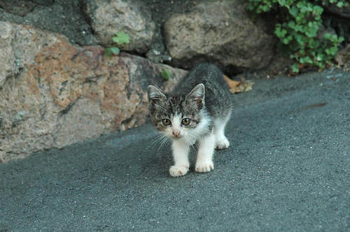 キジ白子猫