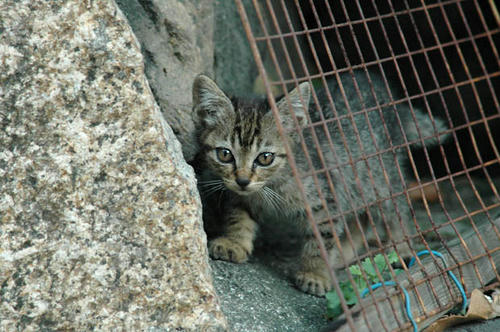 キジトラ子猫