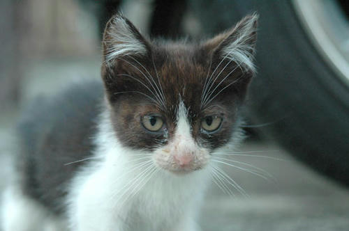 黒白子猫