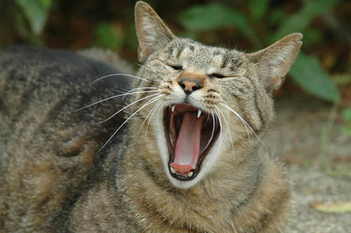 キジトラ猫