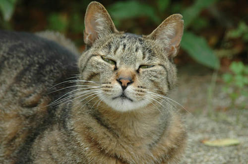 キジトラ猫