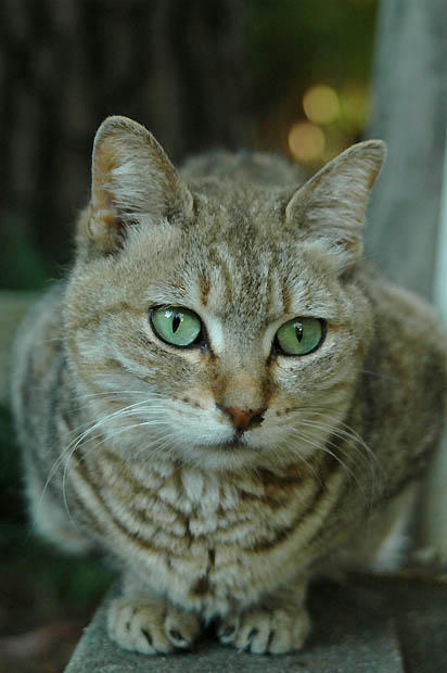 かわいいキジトラ