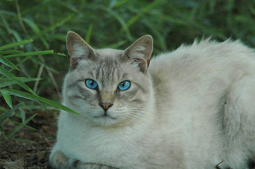 シャム猫風