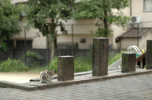 シマ三毛