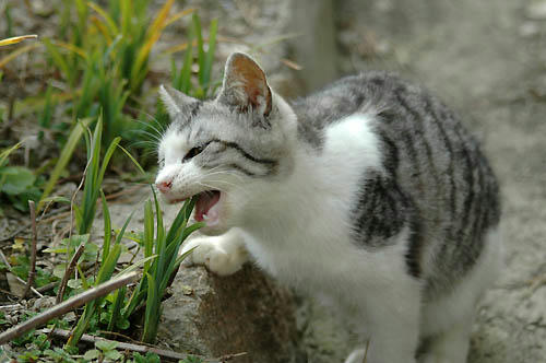 サバ白