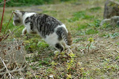 逃げ足の早いサバ白子猫