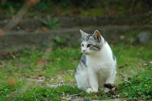 サバ白子猫