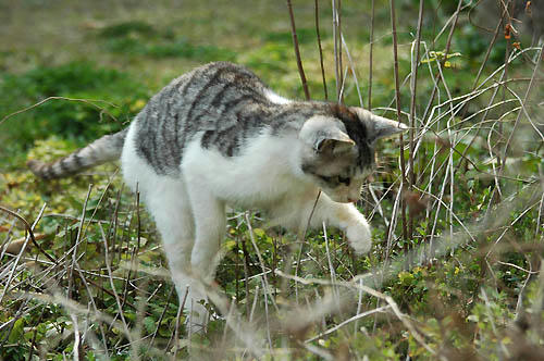 サバ白子猫