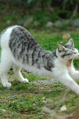 あくび　サバ白子猫