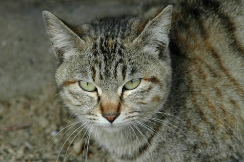 キジトラ子猫