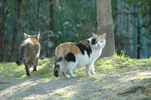 三毛猫＆キジトラ