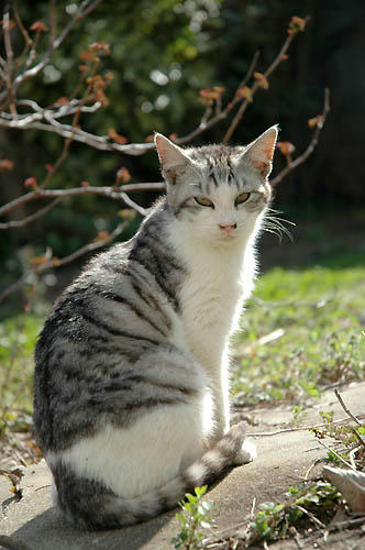 サバ白子猫