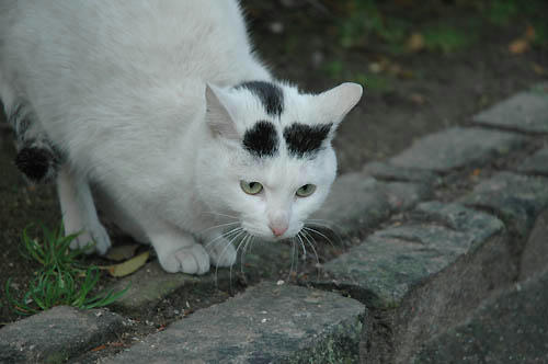 黒白猫