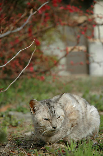ボケの花と猫