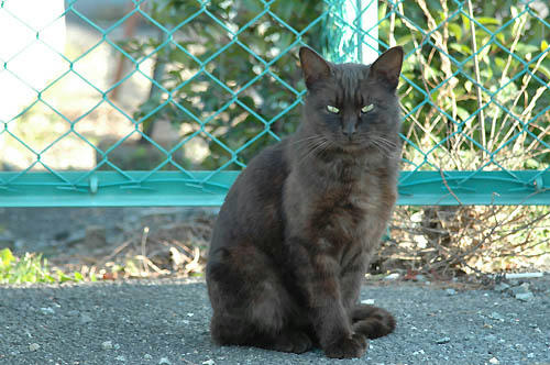 黒猫