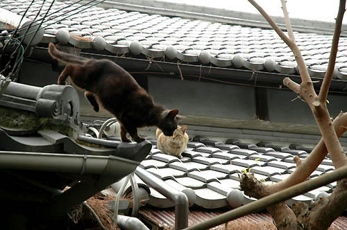 屋根の上の猫