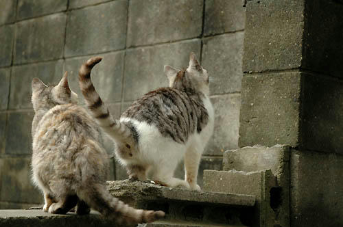 兄弟子猫