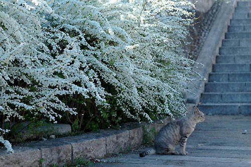 猫と雪柳