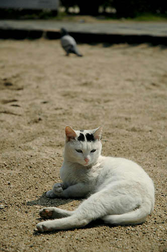 白黒猫と鳩
